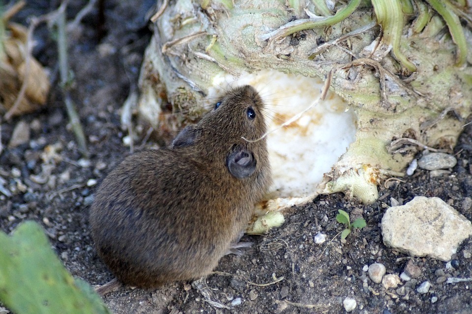 a field mouse in alberta