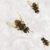 Bid Farewell to Cluster Flies