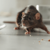Should You Handle Pest Control On Your Own?