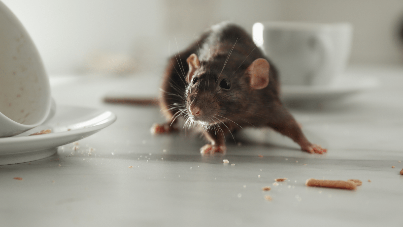 Mouse Pest Control